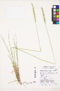 Psathyrostachys juncea image