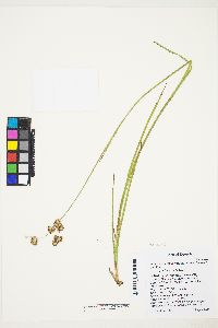 Juncus ensifolius var. montanus image