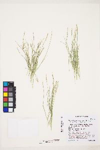 Muhlenbergia richardsonis image