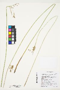 Juncus balticus subsp. ater image