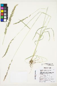 Agrostis exarata image