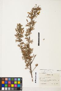 Image of Acacia drummondii