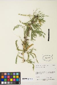 Acacia greggii image