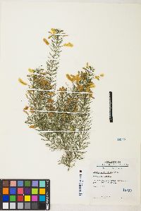 Acacia verticillata image