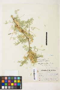 Prosopis glandulosa image