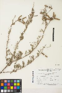 Prosopis pubescens image