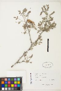 Prosopis pubescens image