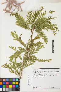 Prosopis pubescens image