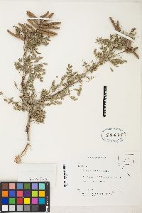 Prosopis pubescens image