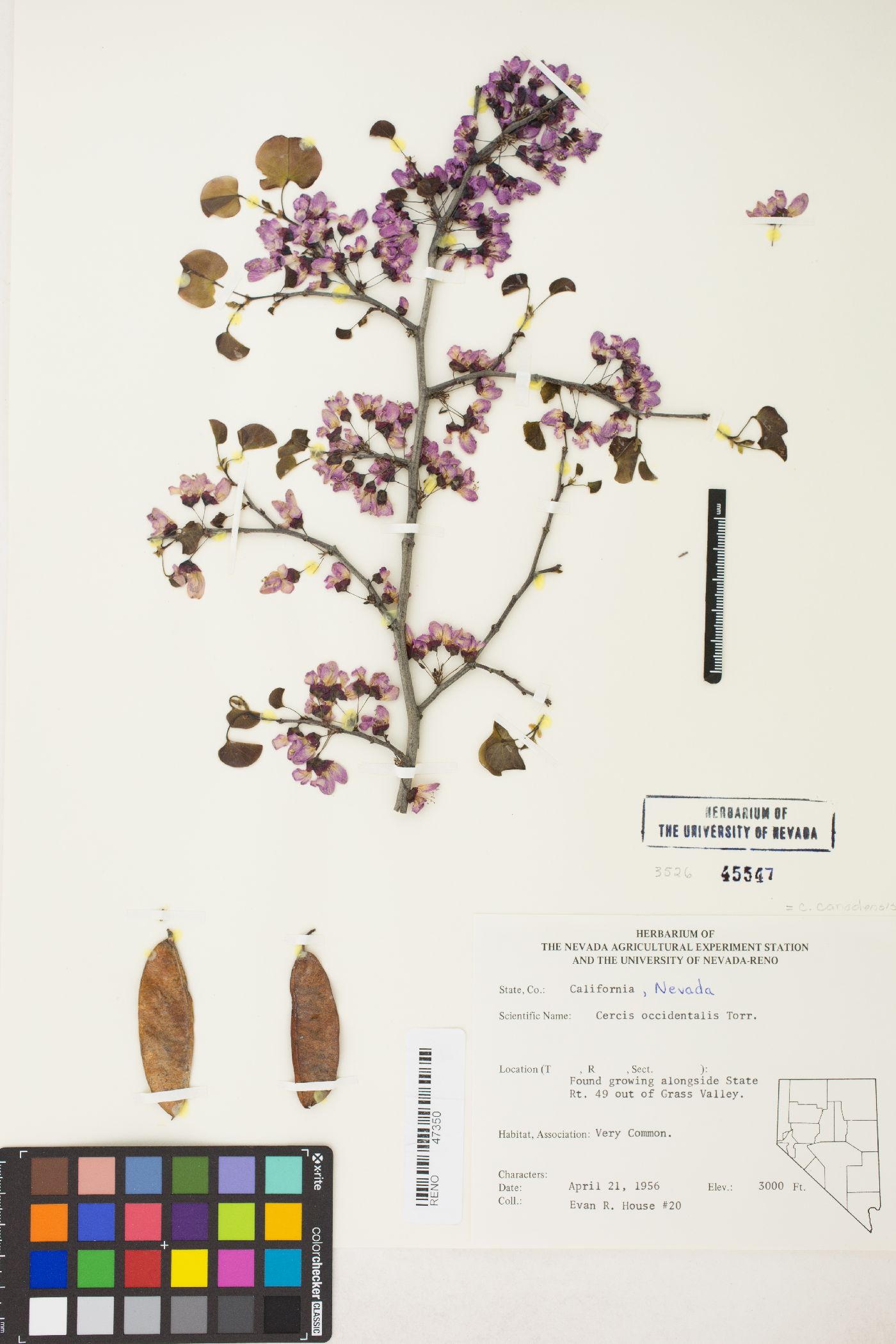 Cercis occidentalis image