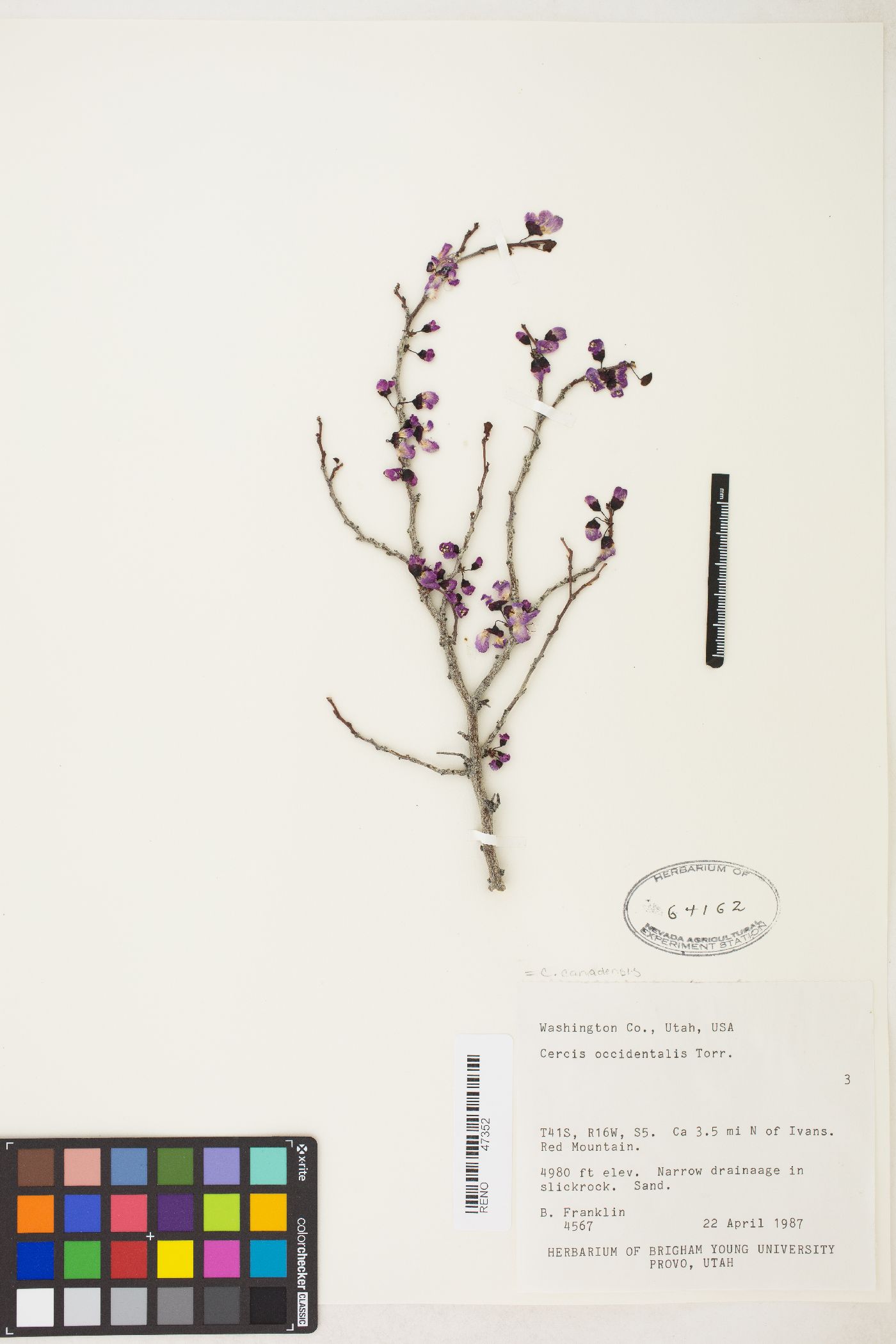 Cercis occidentalis image