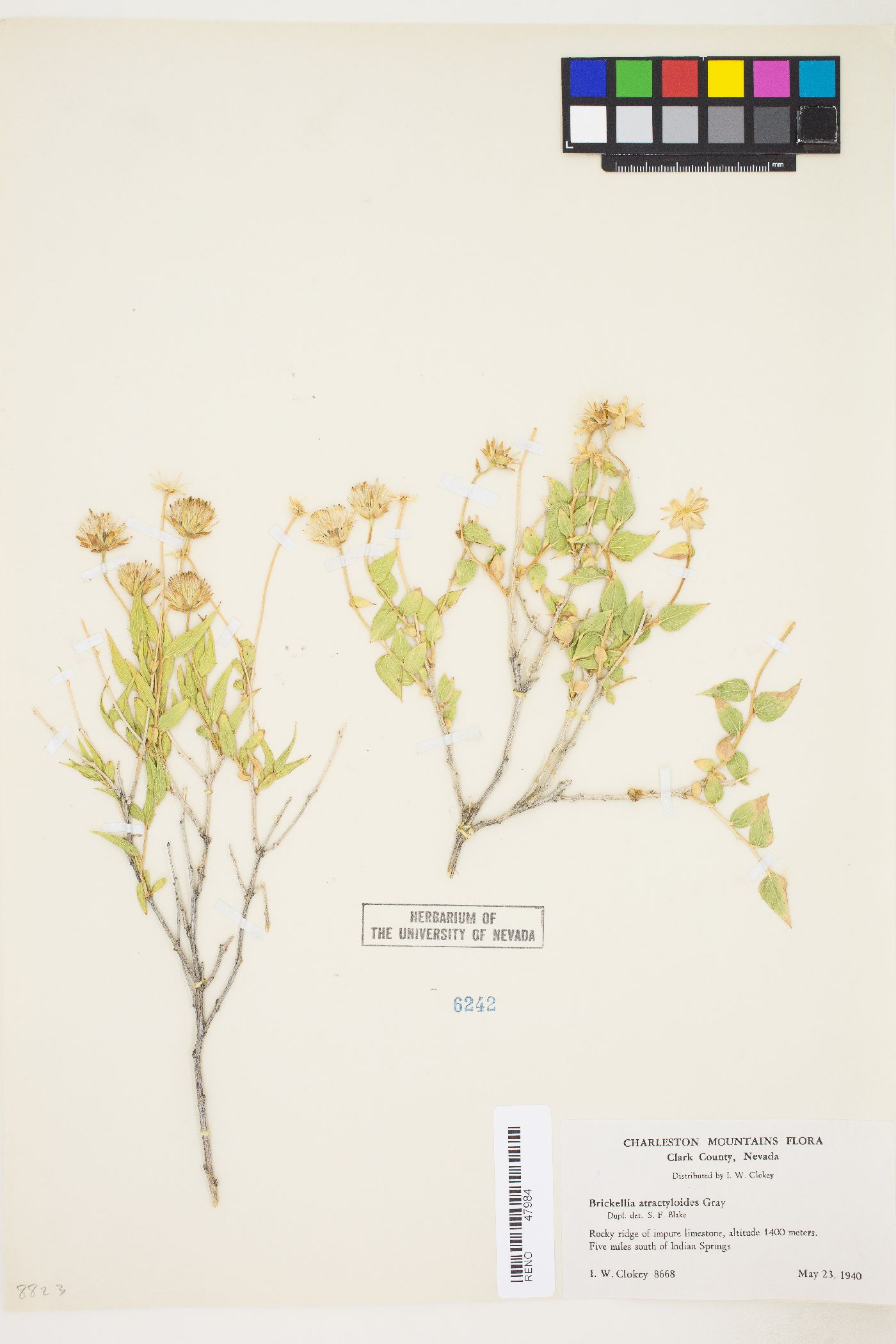 Brickellia atractyloides var. atractyloides image