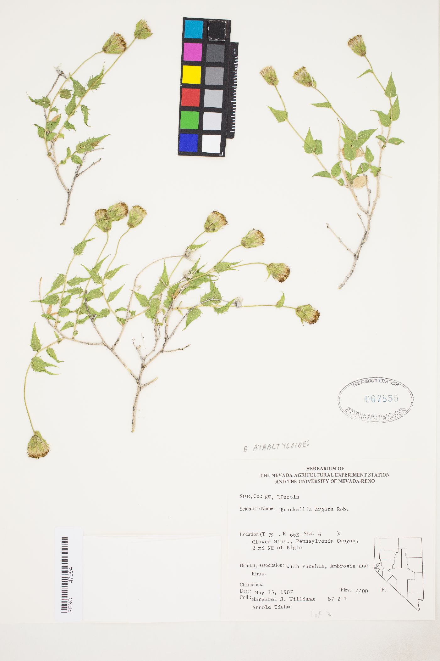 Brickellia atractyloides var. atractyloides image