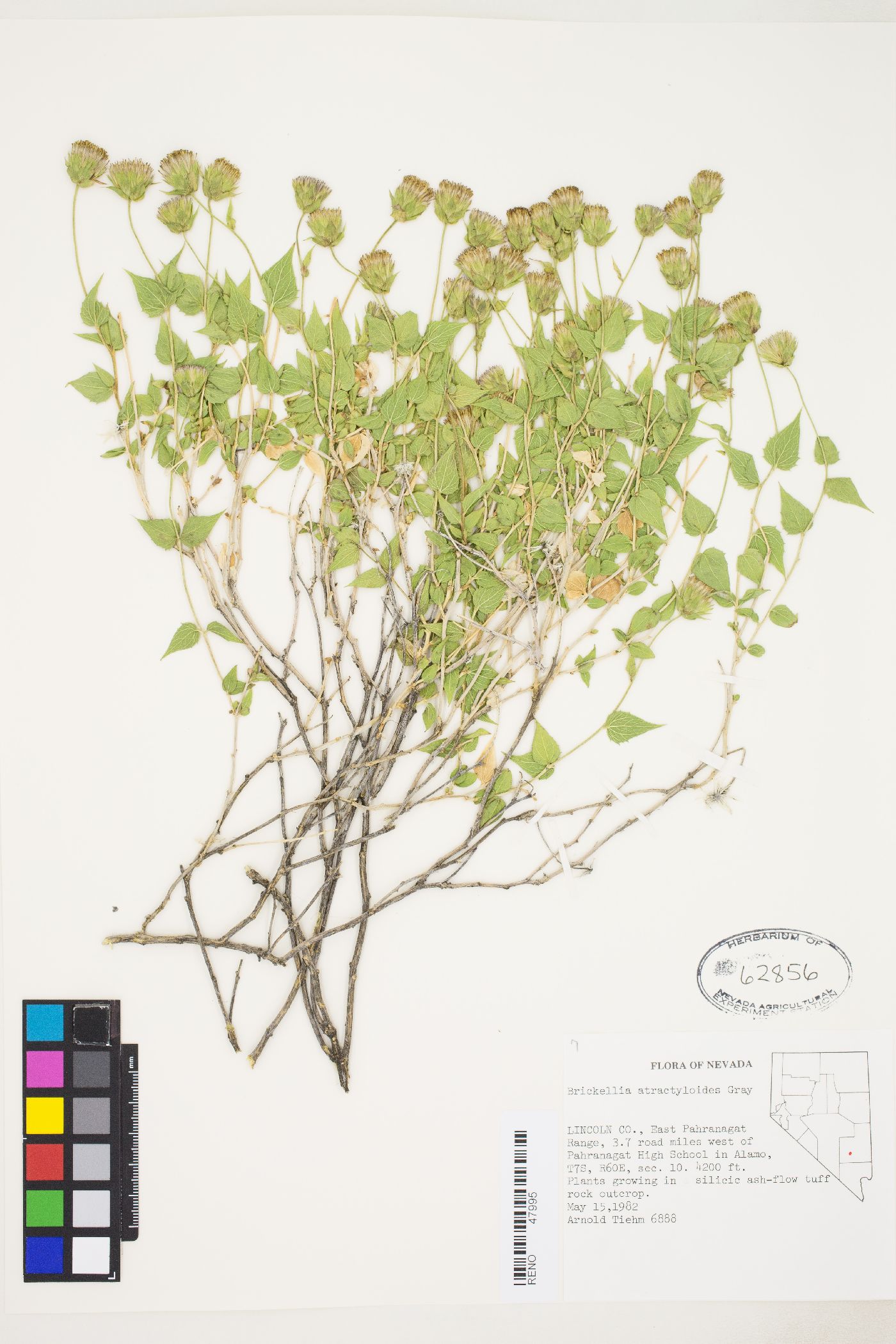 Brickellia atractyloides var. atractyloides image