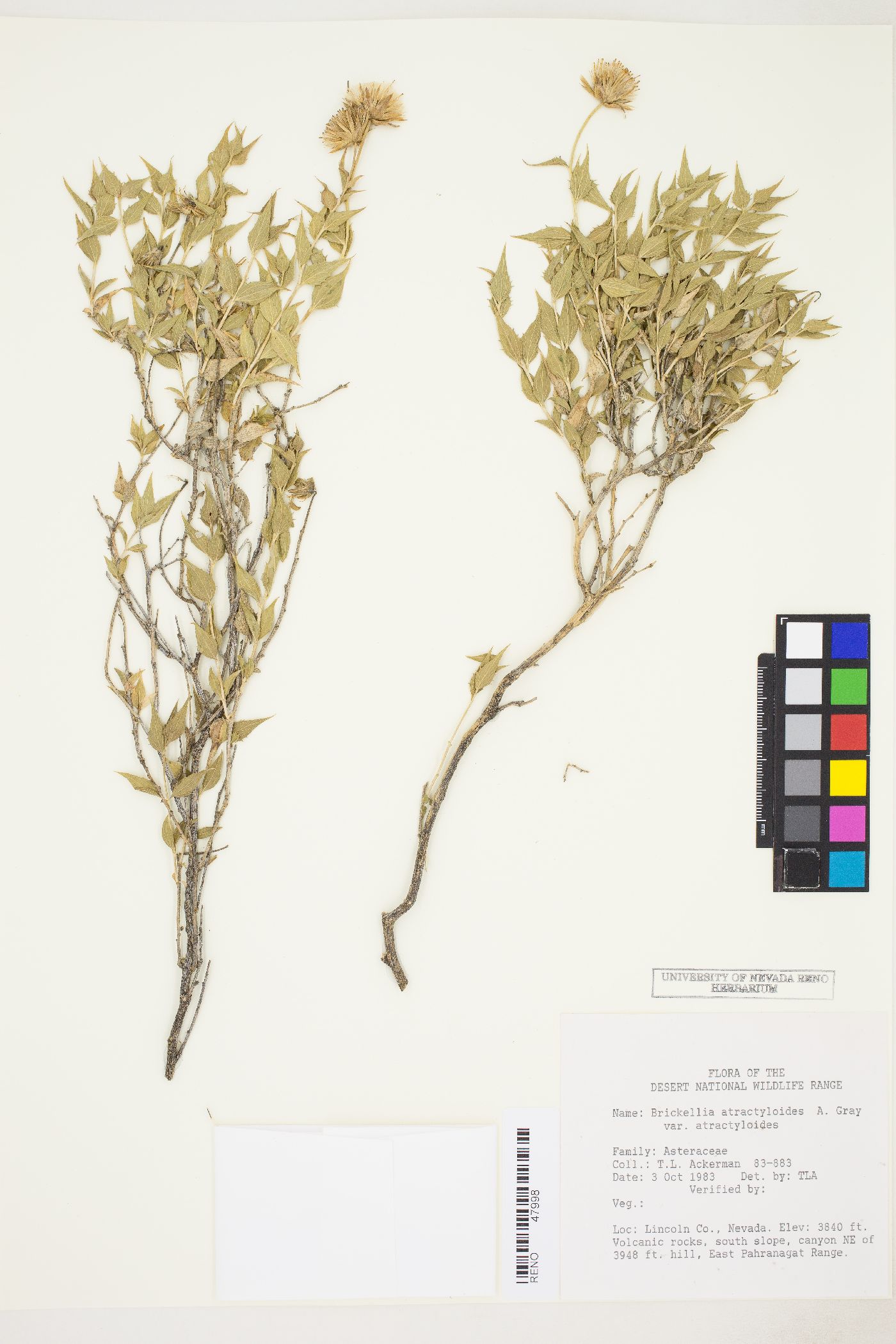 Brickellia atractyloides var. atractyloides image