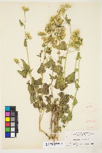 Brickellia grandiflora image