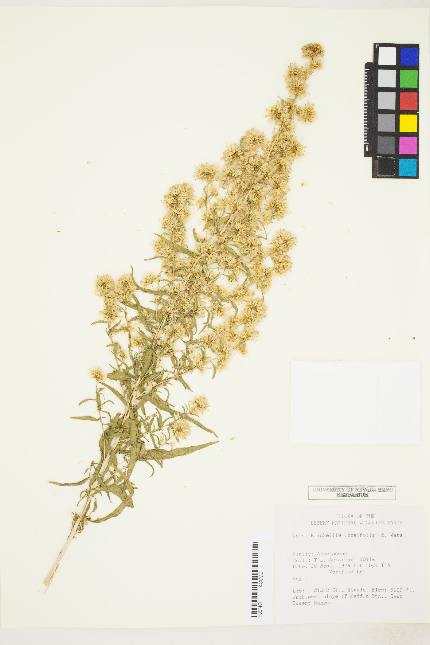 Brickellia longifolia var. longifolia image