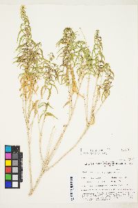 Brickellia longifolia image