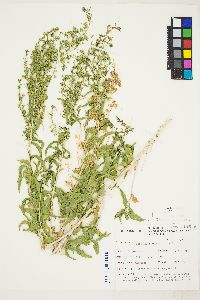 Brickellia longifolia image