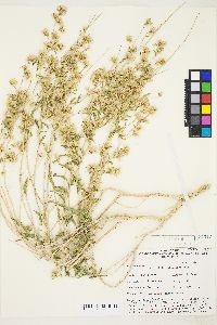 Brickellia longifolia image