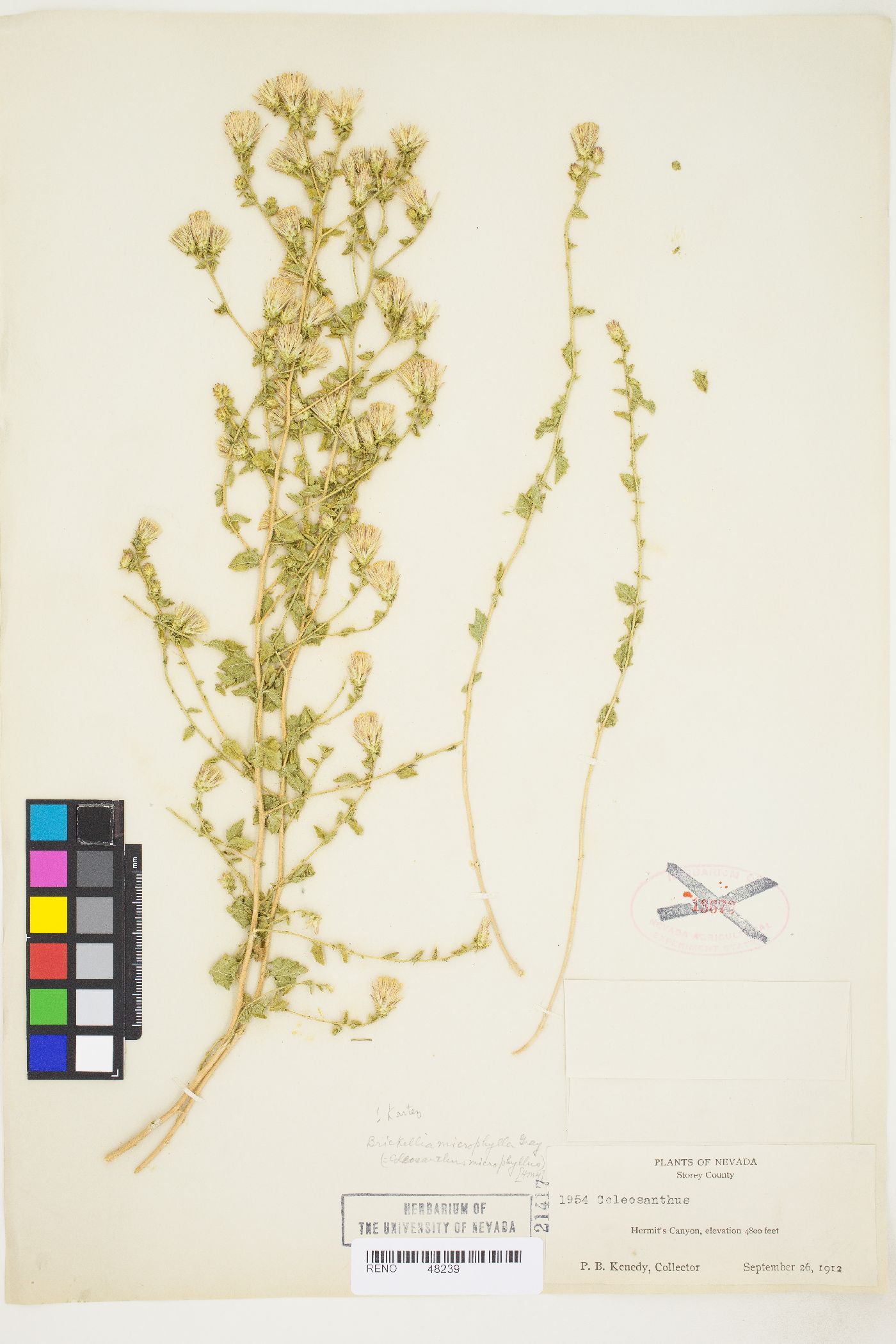 Brickellia microphylla var. microphylla image