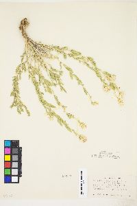 Brickellia oblongifolia image