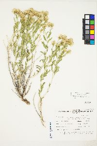 Brickellia oblongifolia image