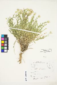 Brickellia oblongifolia image