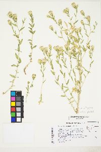 Brickellia oblongifolia var. oblongifolia image