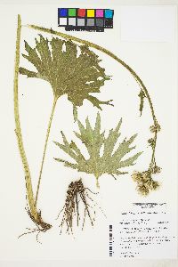 Cacaliopsis nardosmia image