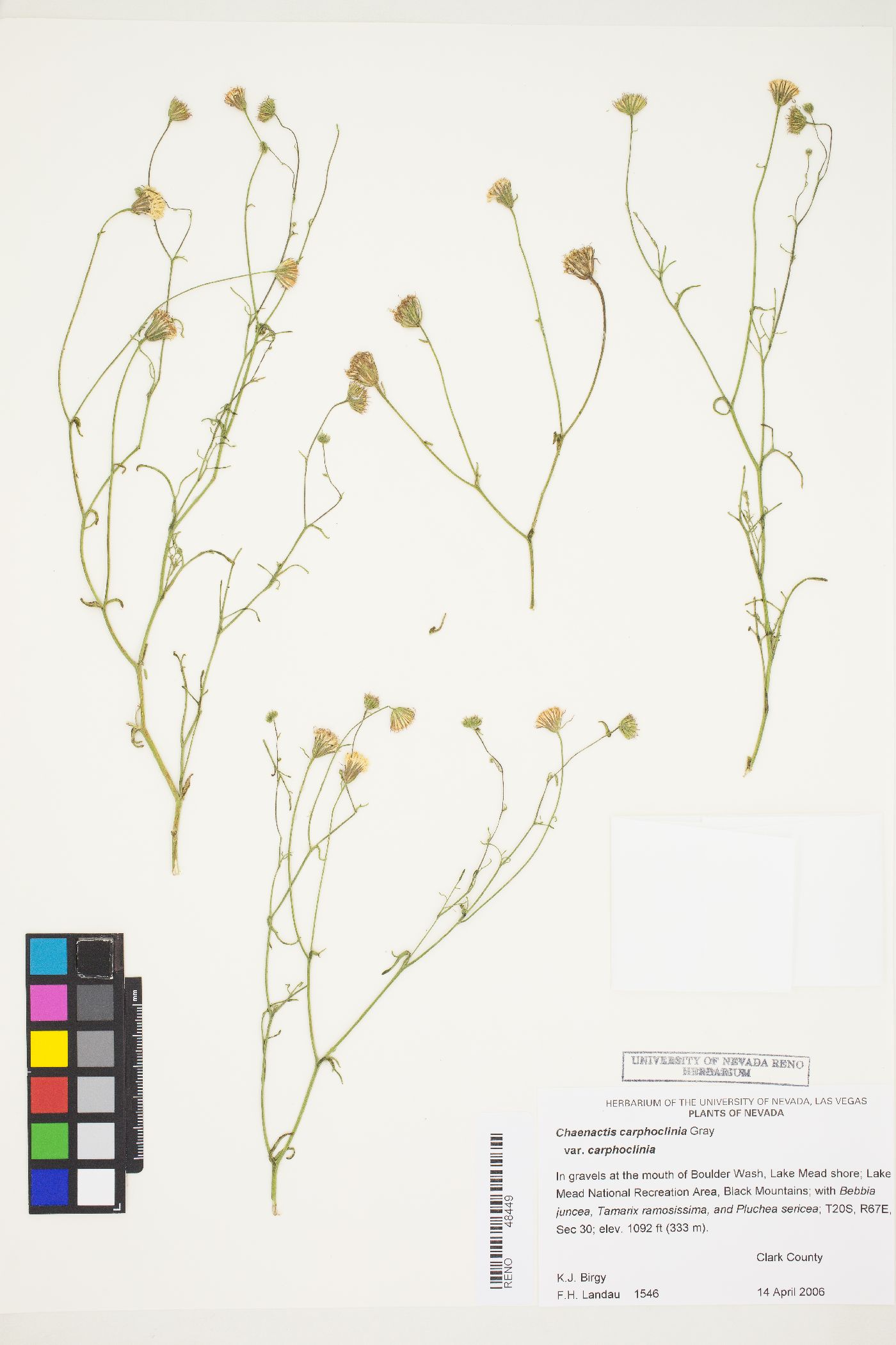 Chaenactis carphoclinia var. carphoclinia image