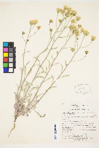 Chaenactis douglasii var. douglasii image