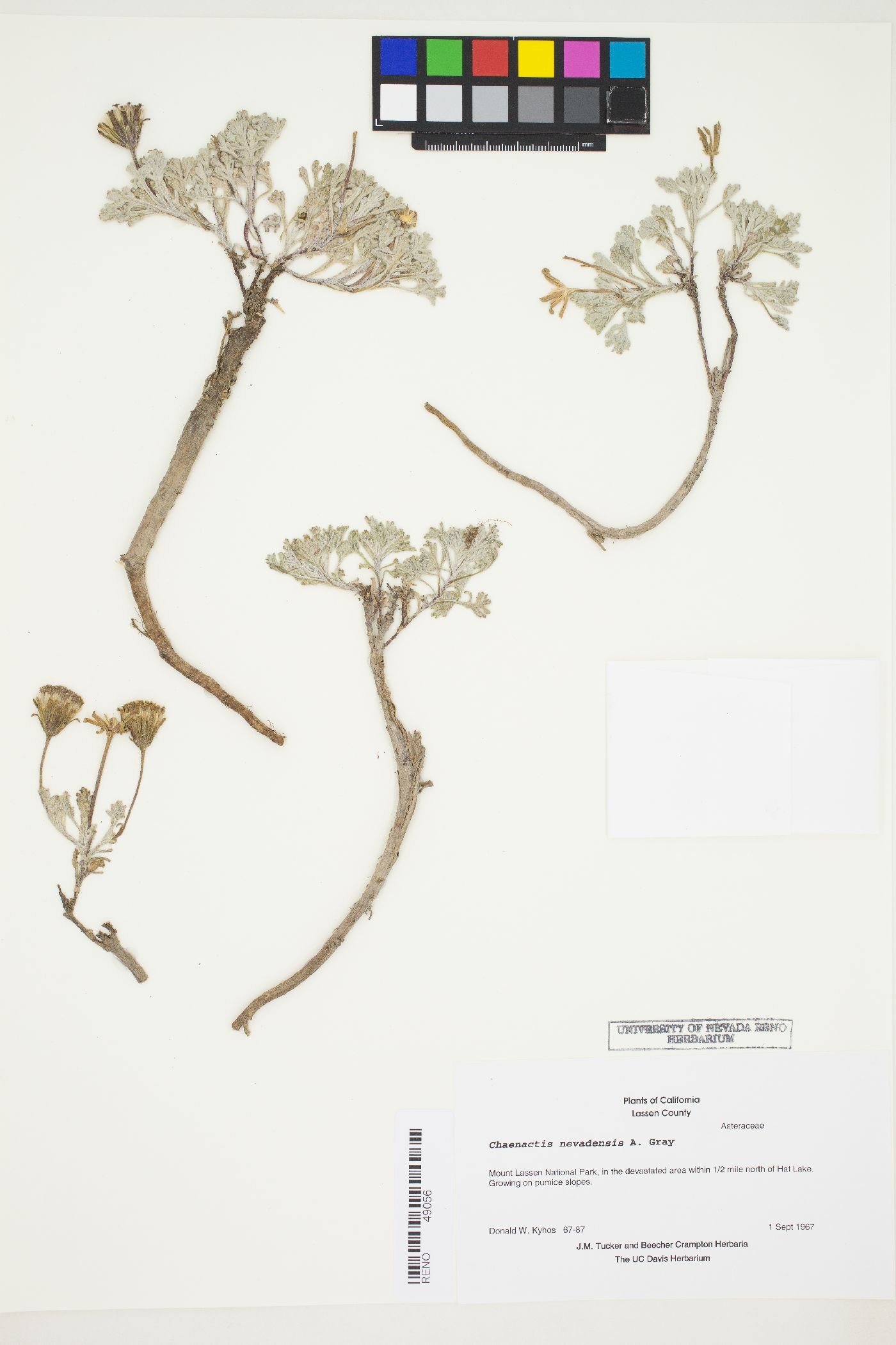 Chaenactis nevadensis image