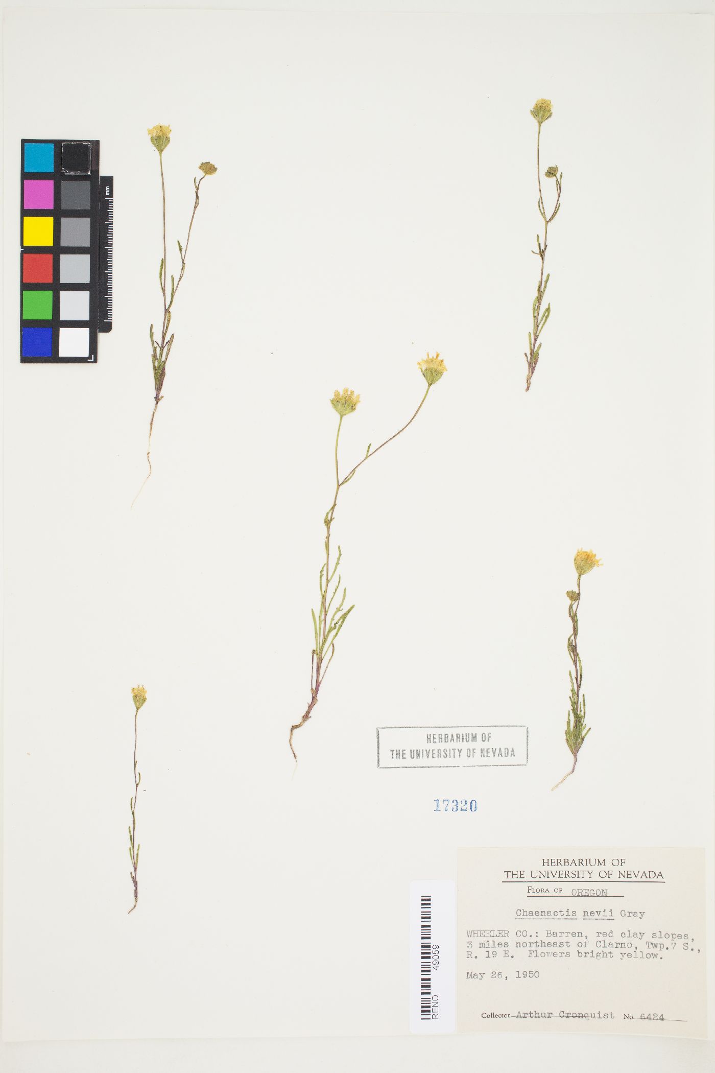 Chaenactis nevii image