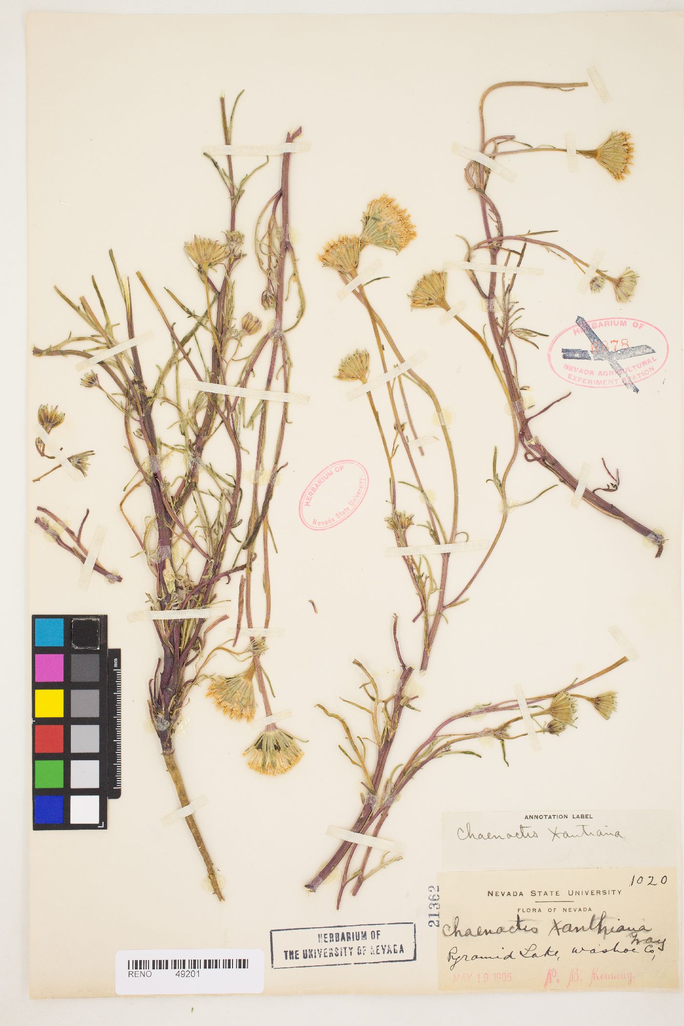 Chaenactis xantiana image