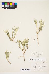 Chaetopappa ericoides image