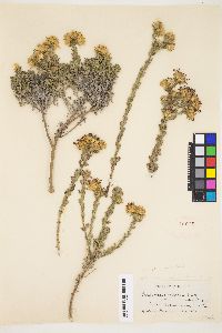 Heterotheca sessiliflora subsp. sessiliflora image