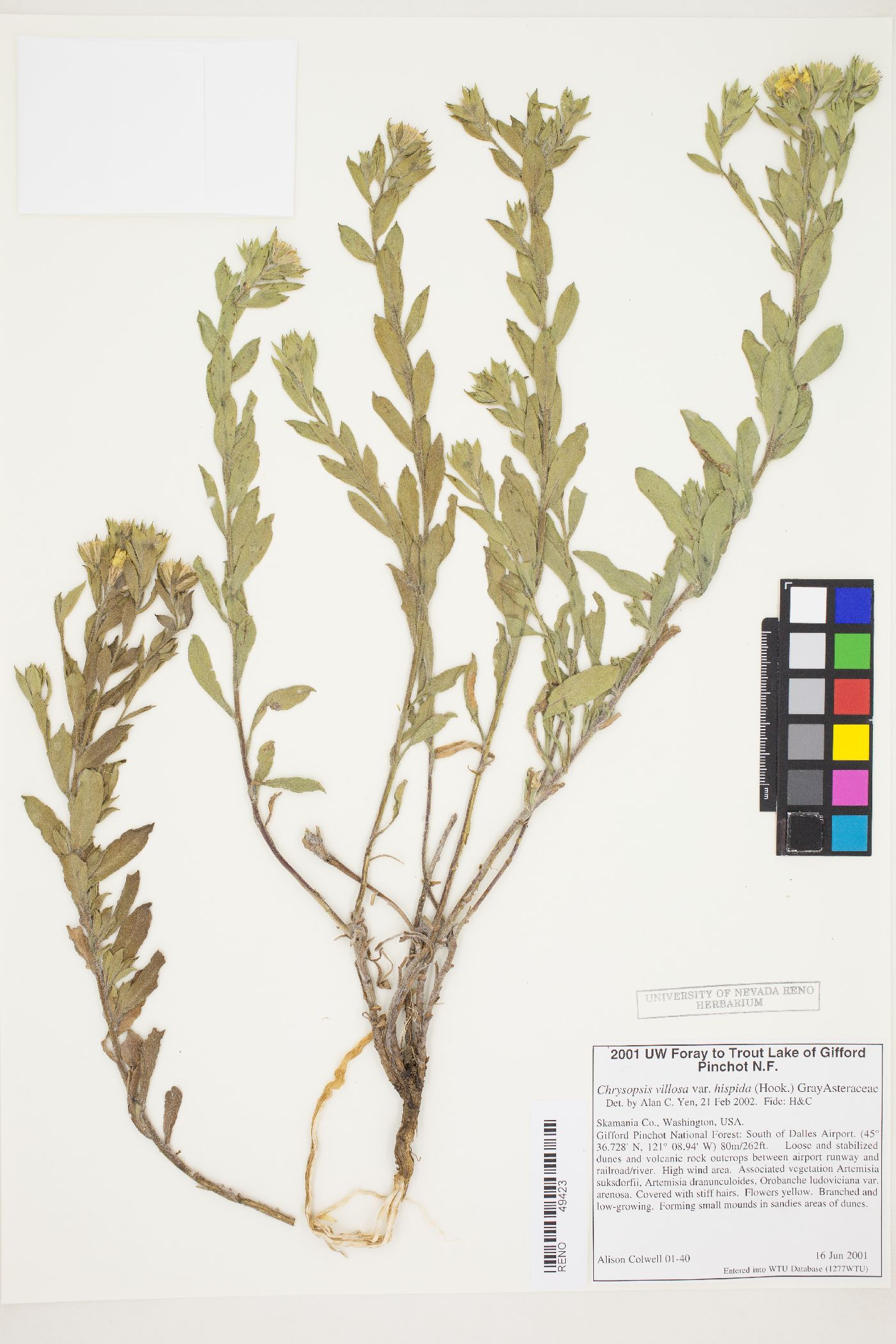 Heterotheca hirsuta image