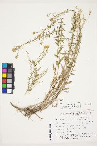 Heterotheca cinerascens image