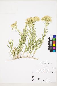 Chrysothamnus viscidiflorus subsp. lanceolatus image