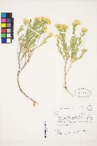 Chrysothamnus viscidiflorus subsp. lanceolatus image