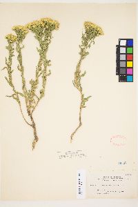 Chrysothamnus viscidiflorus subsp. lanceolatus image