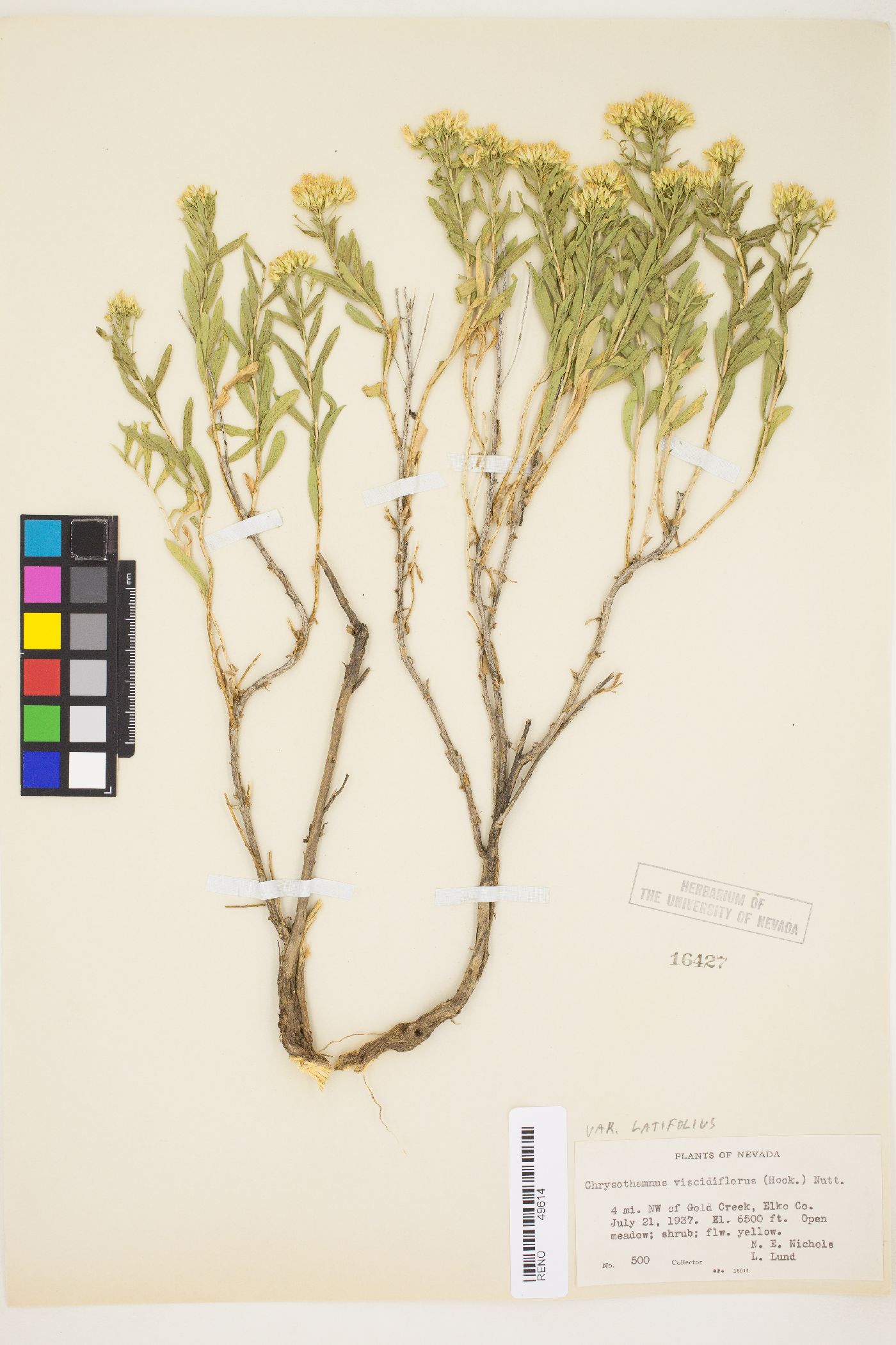 Chrysothamnus viscidiflorus var. latifolius image