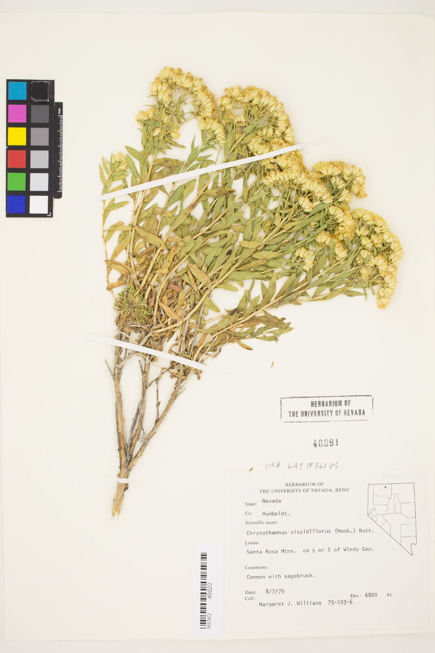 Chrysothamnus viscidiflorus var. latifolius image