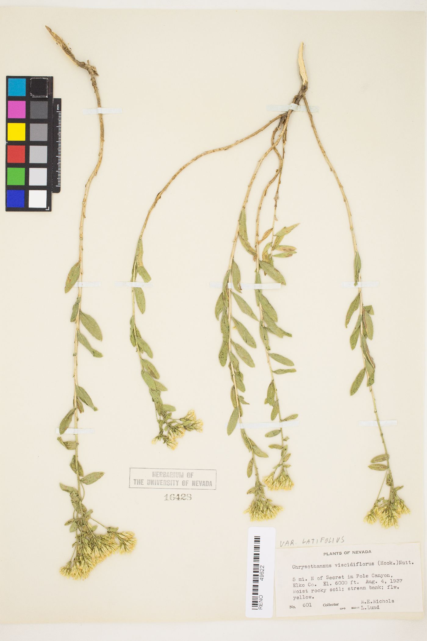 Chrysothamnus viscidiflorus var. latifolius image