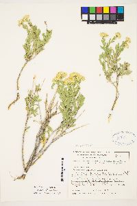 Chrysothamnus viscidiflorus var. latifolius image