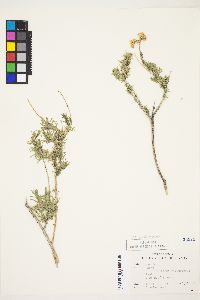 Chrysothamnus viscidiflorus subsp. puberulus image