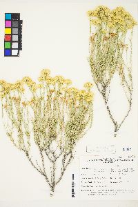 Chrysothamnus viscidiflorus subsp. puberulus image