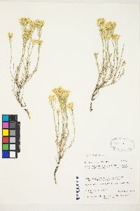 Chrysothamnus viscidiflorus subsp. puberulus image