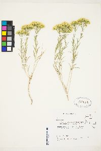 Chrysothamnus viscidiflorus subsp. puberulus image